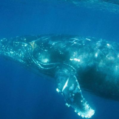 humpback whale swim