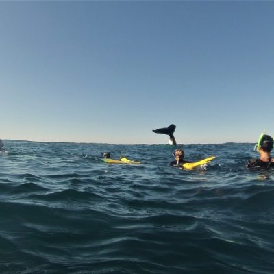 Whale tail with snorkellers