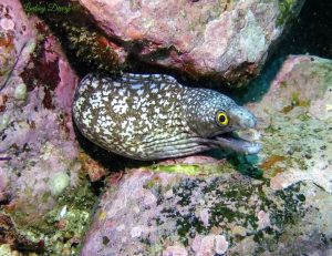 moray eel