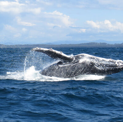 humpback whale breach