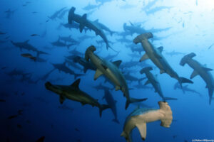 galapagos islands hammerheads