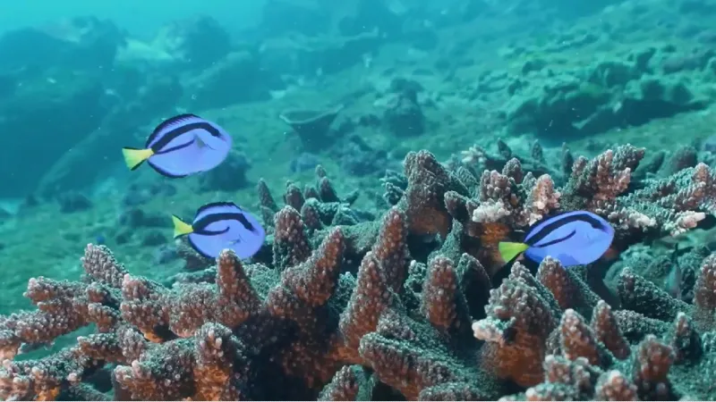 blue tangs in coral