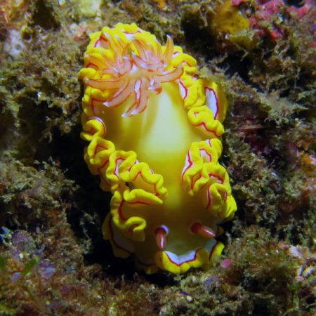 nudibranch yellow pink