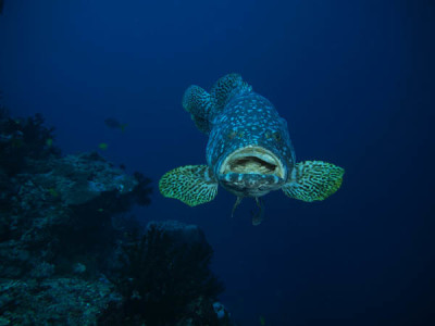 grouper png