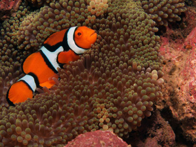 anemonefish png