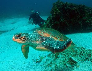 green sea turtle