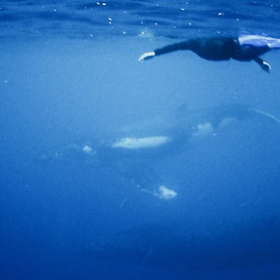 humpback whale swim