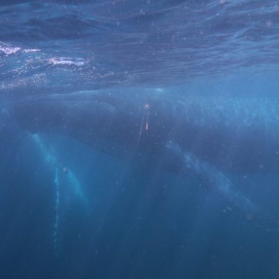 humpback whale swim