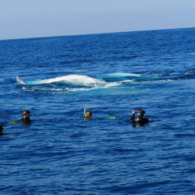whale swim