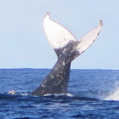 humpback whale tail