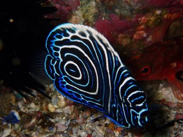 Juvenile Emperor Angelfish (N Fripp March 2022)