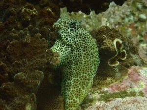 19th March 2022 – Lenny the Leopard Blenny Spotted at South Solitary!