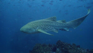 21st April 2022 – Leopard Sharks here late April