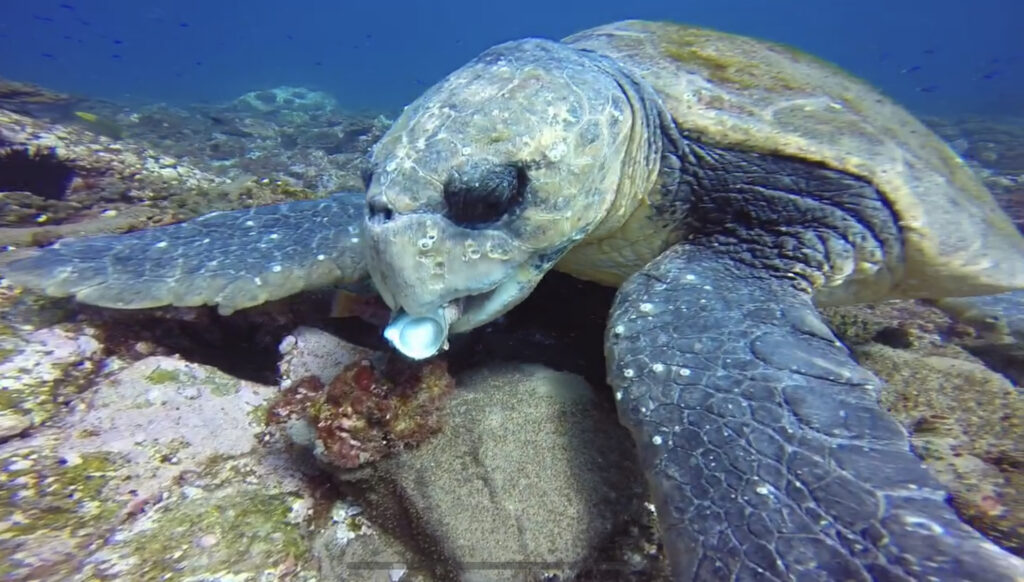 Barney the Loggerhead Turtle eating shells (L Devery April 2022)