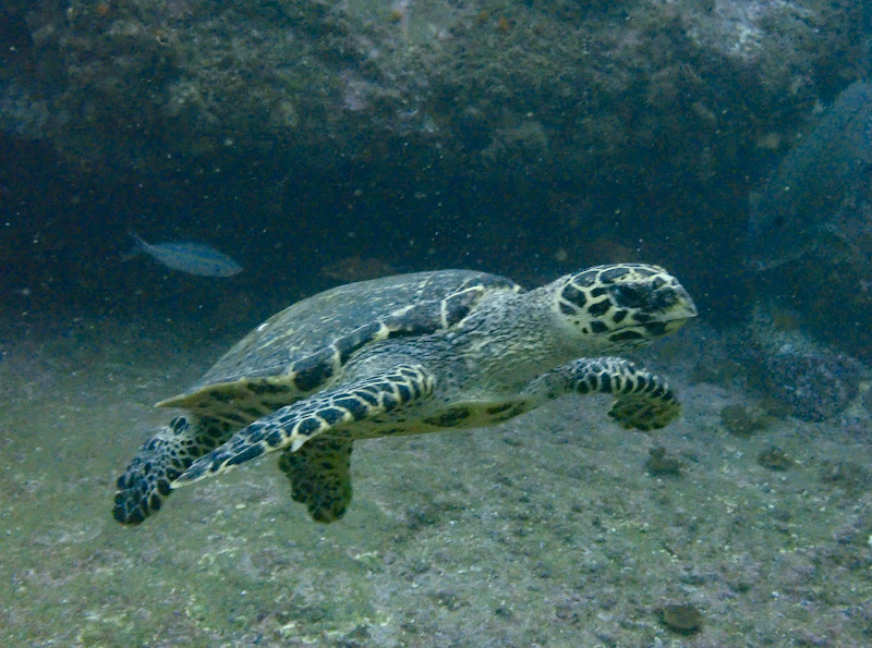 Hawksbill turtle (L Devery 2022)
