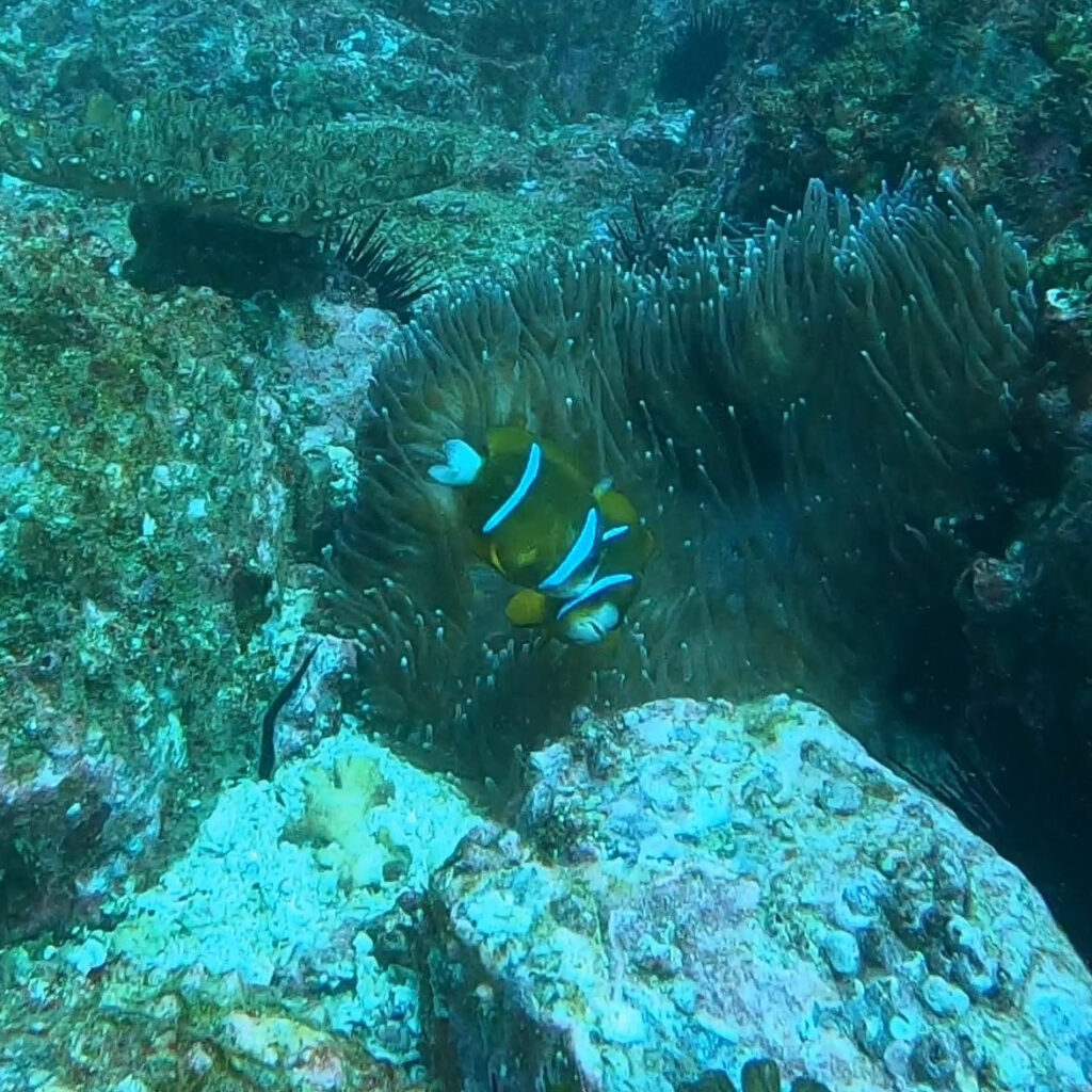 Clownfish kiss on the cheek