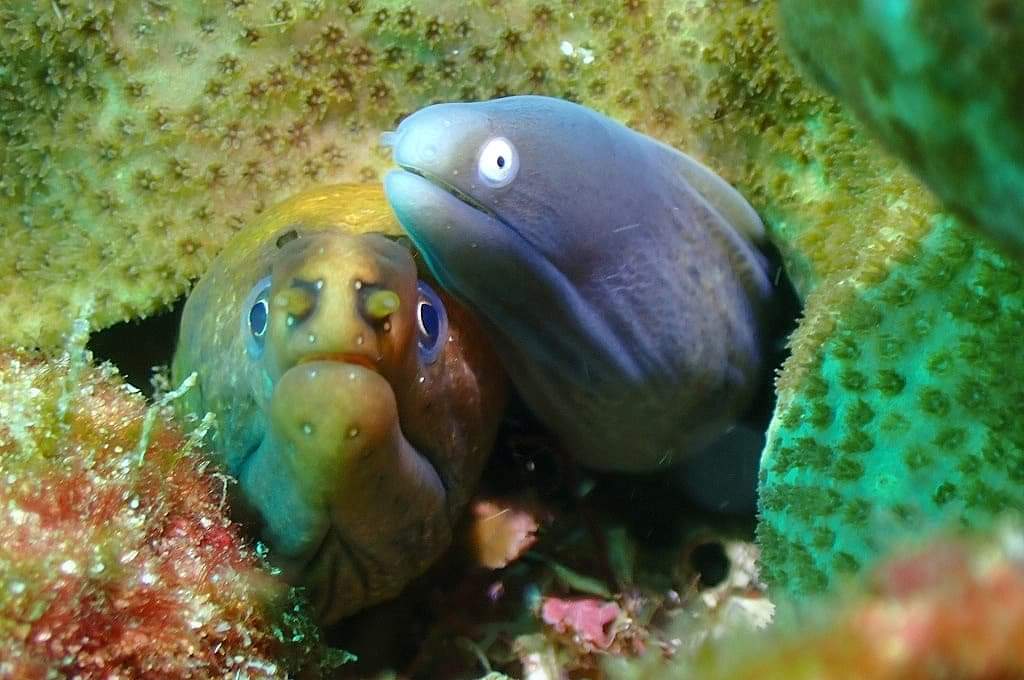 Green and Wh‪ite Eye Moray Eels
