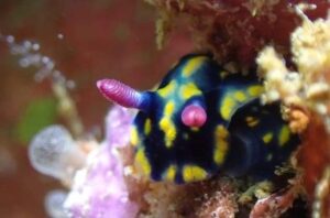 16 May 2022 – Nudibranch Heaven with Improving Visibility