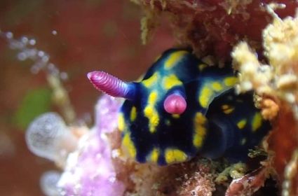 Nudibranch pink and blue 