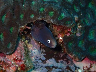 White Eye Moray Eel at South Solitary