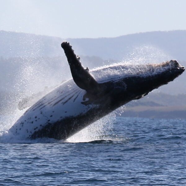 humpback whale breaching