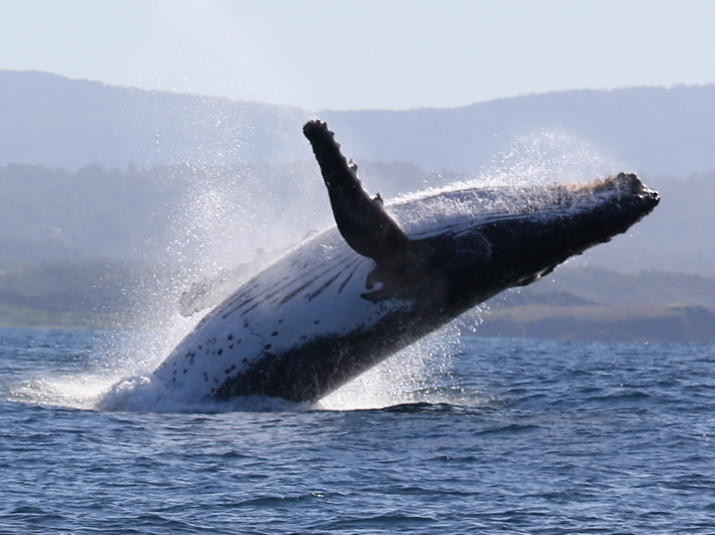 Whale Watch trip Jetty dive 23.6.22