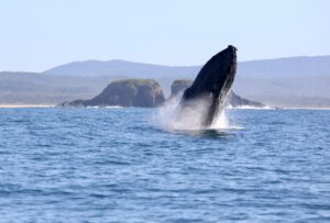 24th June 2022-Great Weather-Great Whale Watch
