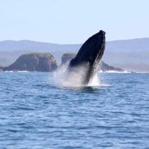24th June 2022-Great Weather-Great Whale Watch