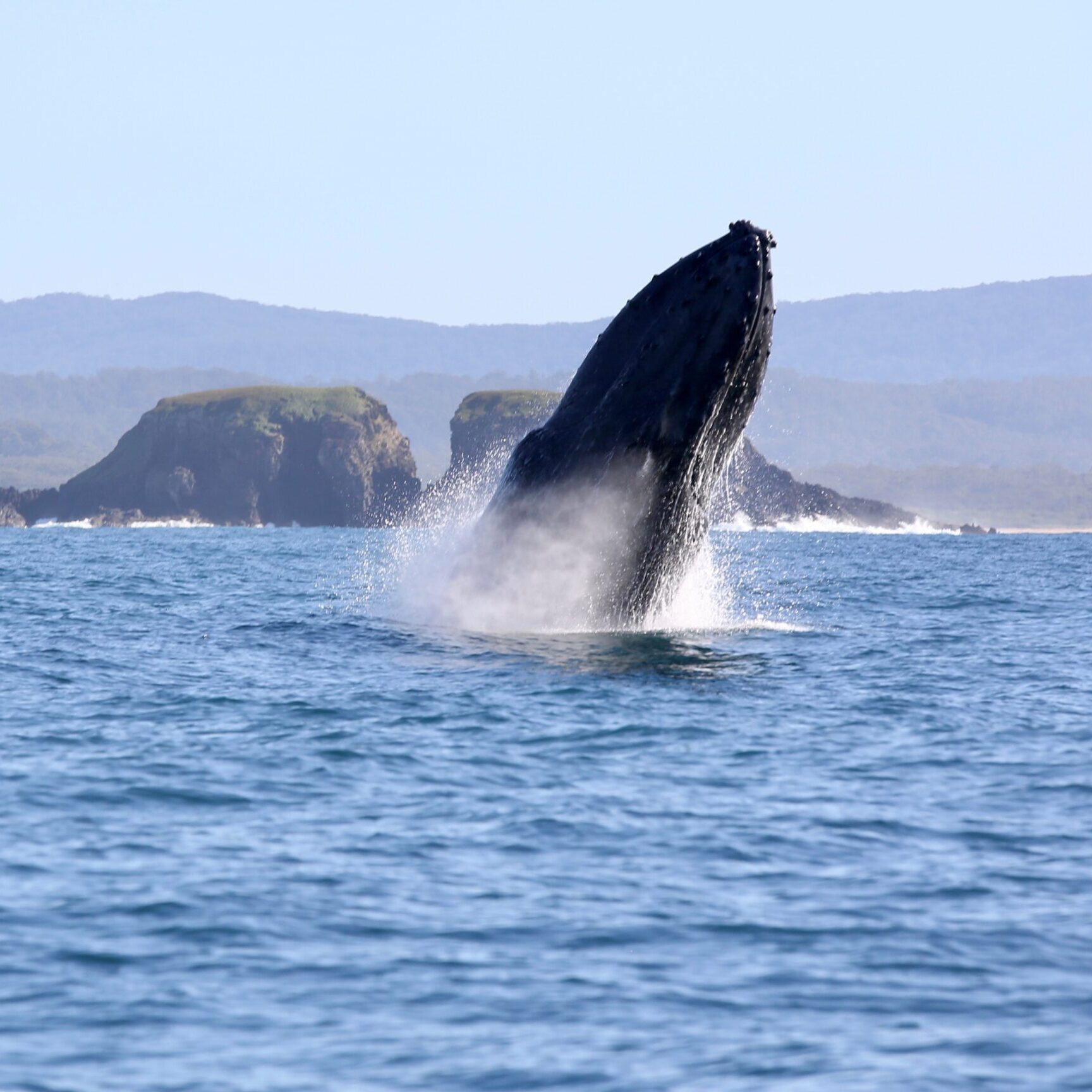 humpback whale breaching