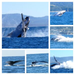 26th June – Fantastic Weather & Weekend of Whale Watching