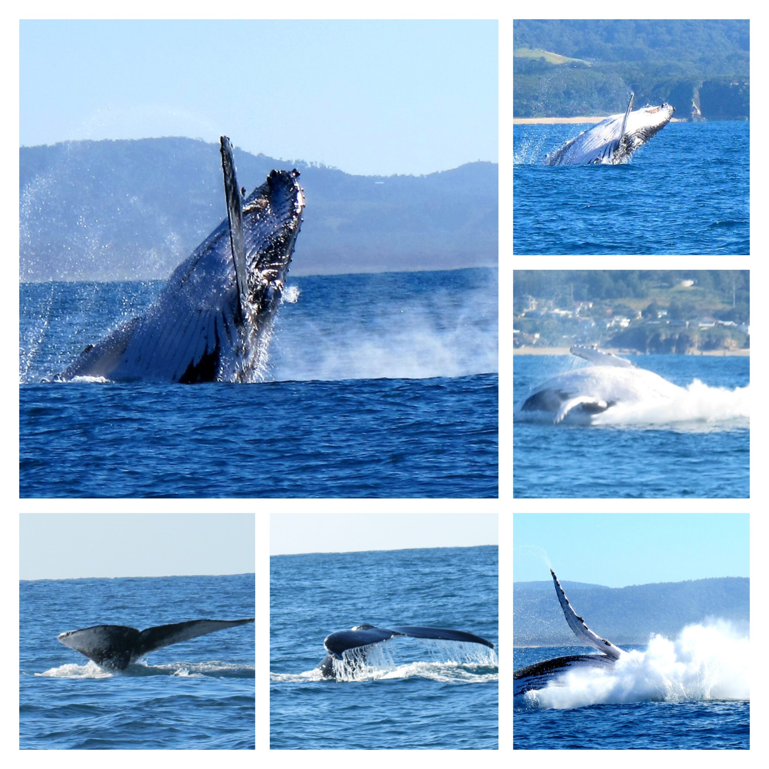 composite humpback whales