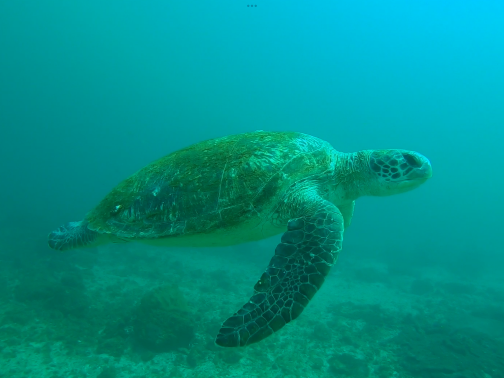 green turtleGreen Sea Turtle