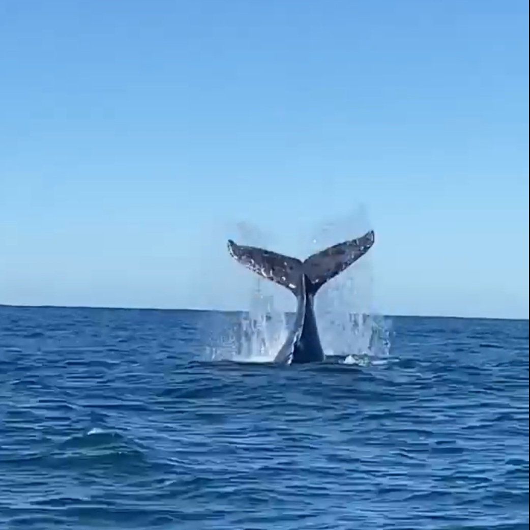 humpback whale fluke