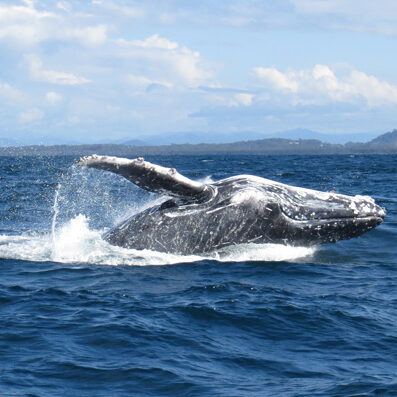 humpback whale breach