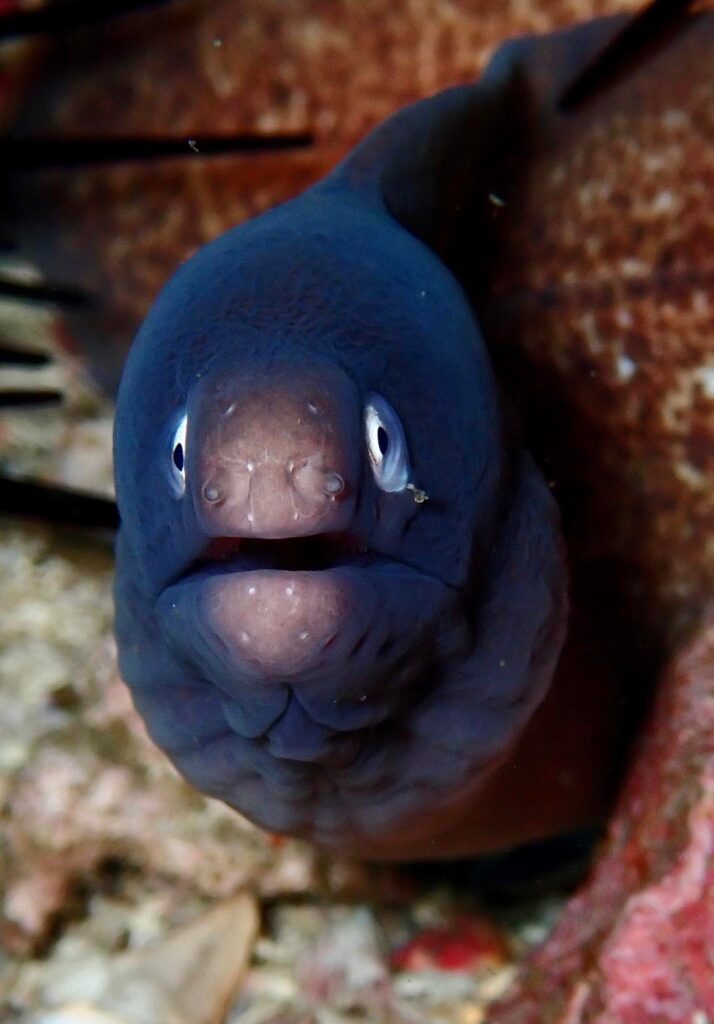 White Eye Moray Eel South Solitary Island (A McMurrich June 2022)