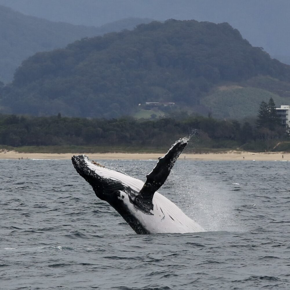 breaching humpback whale