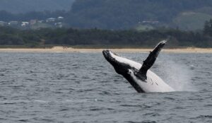 1st July 2022 – Jumpy Juvenile Humpack