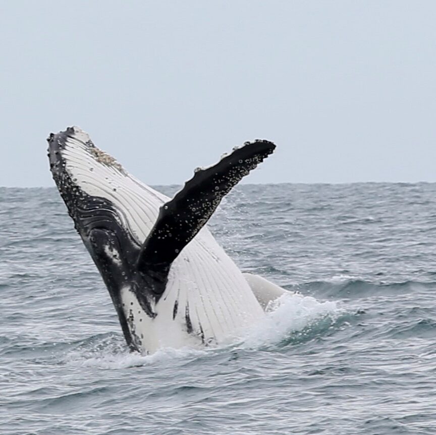 humpback whale breach