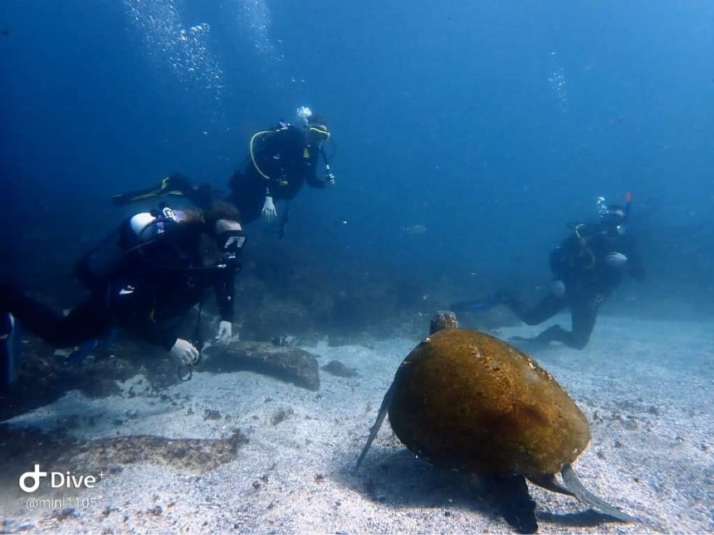 Green Sea Turtle with divers at The Gap