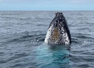 Mugging Humpback Whales