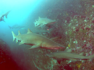 29th November 2025 – East Australian current Pushing In