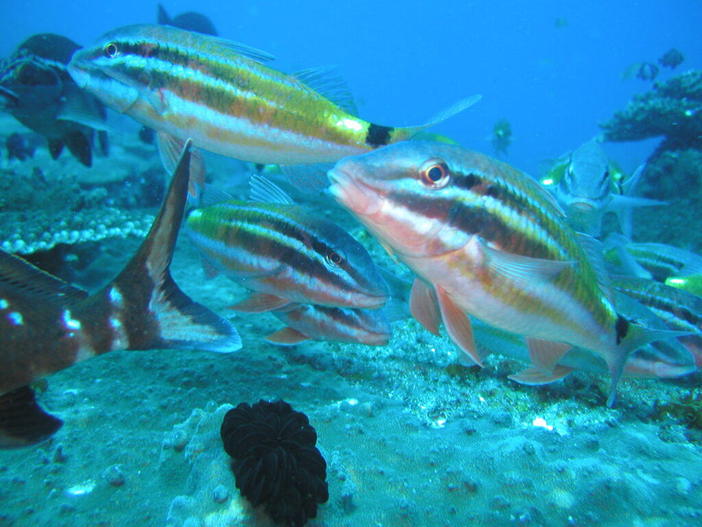 Black Spot Goatfish Solitary Islands Fish ID