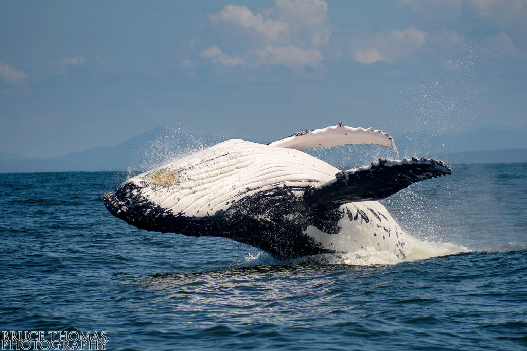 Whale breaching out of blue water, showing it's full stomach and two pectoral fins