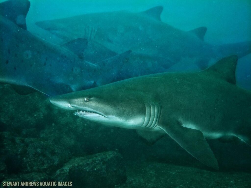 Grey Nurse Shark (S Andrews Nov 2022)
