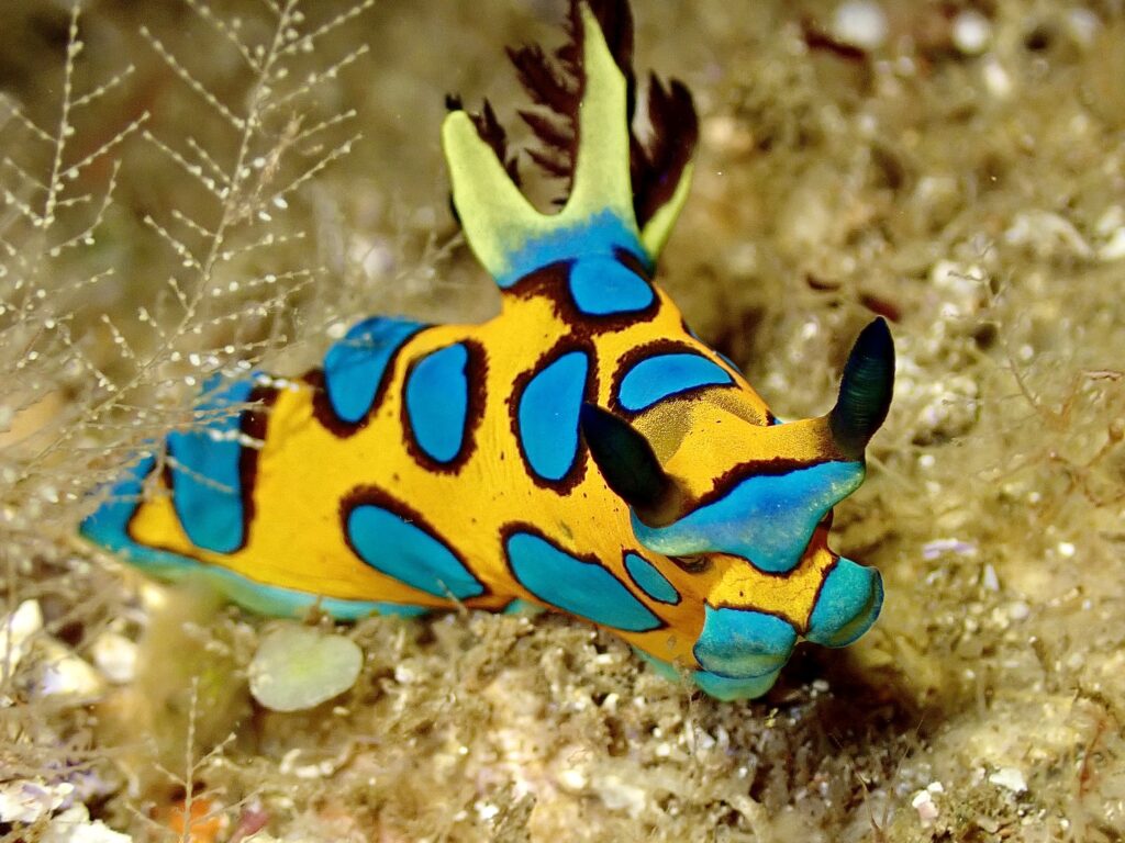 Nudibranch Tambja Spp