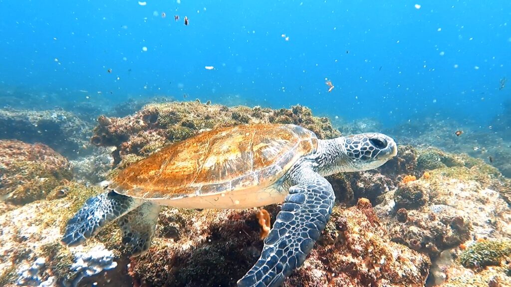 Green Sea Turtle at the gap