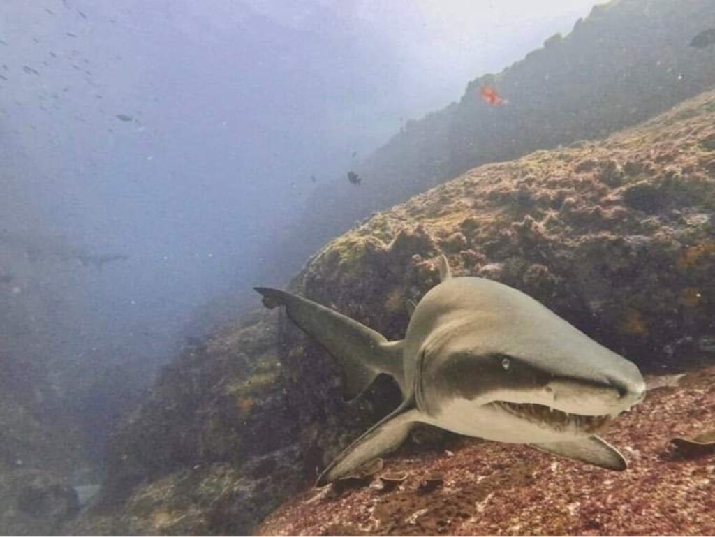 Grey Nurse Shark in Back Gutter (N Fripp December 2022)