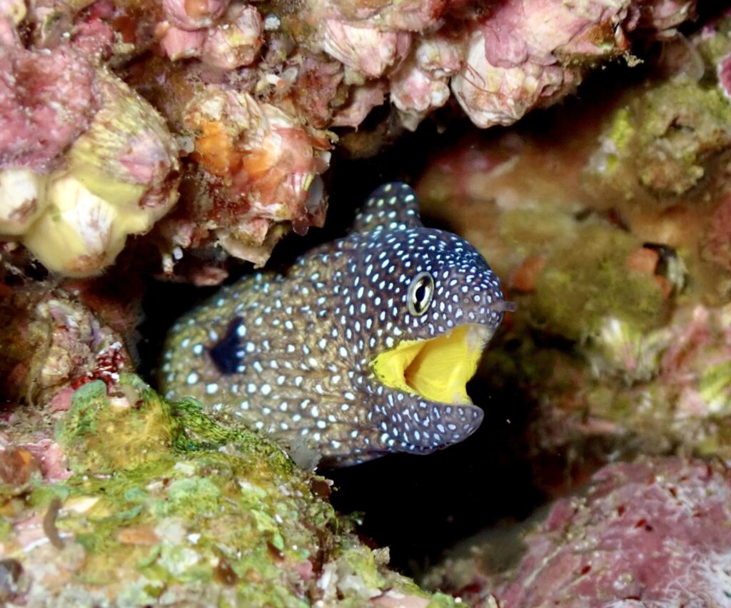 Yellow Mouth Moray Shark Gutters (N Fripp December 2022)