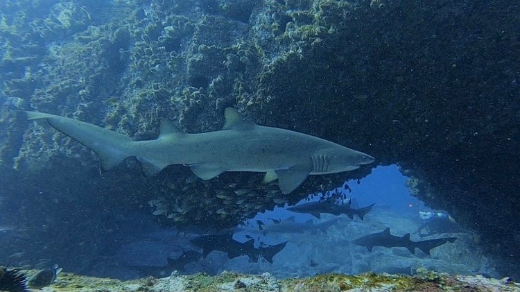 Grey Nurse Shark at Manta Arch (N Fripp January 2023)