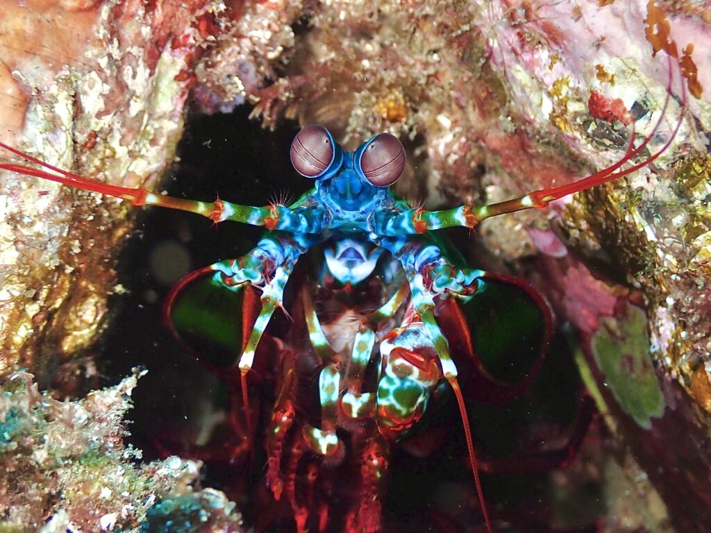 Peacock Mantis Shrimp - Odontodactylus scyllarus - North Boulder (N Frippo January 23)